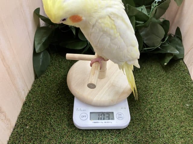 オカメインコ