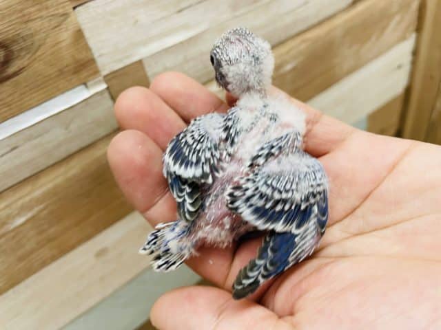 セキセイインコ