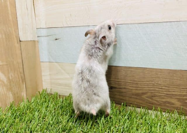 ゴールデンハムスター