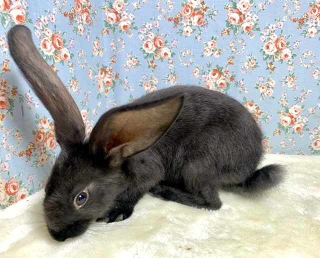 フレミッシュジャイアント