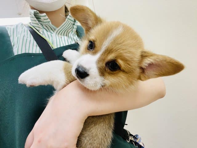 ウェルシュコーギー・ペンブローグ