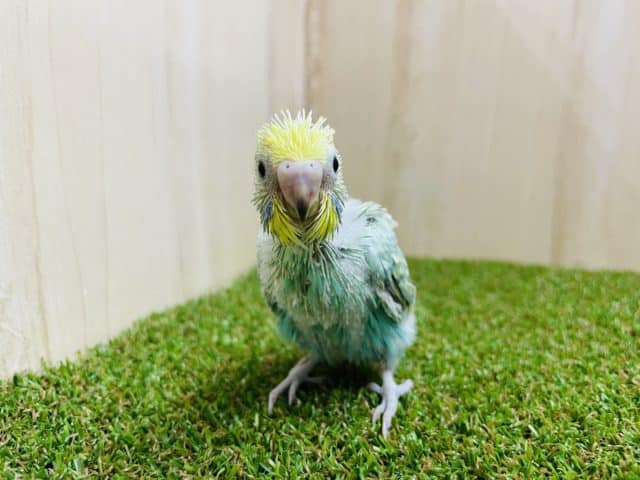 セキセイインコ