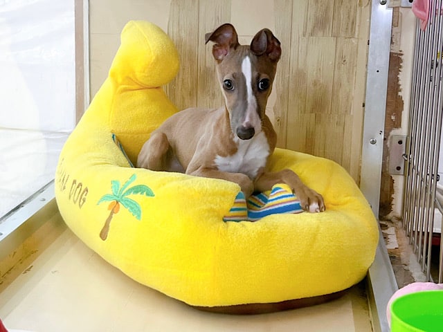 イタリアングレーハウンド