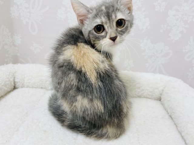 アメリカンカール