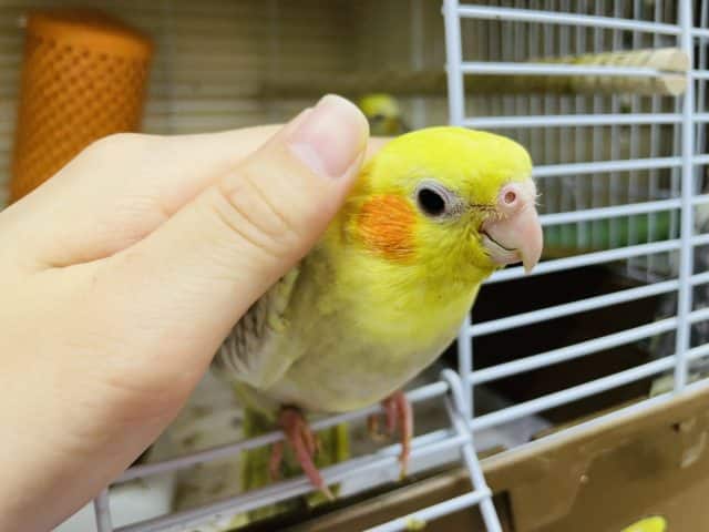 オカメインコ