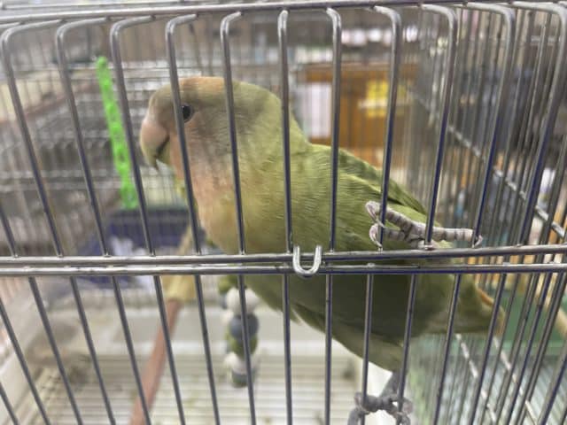 コザクラインコ（小桜インコ）