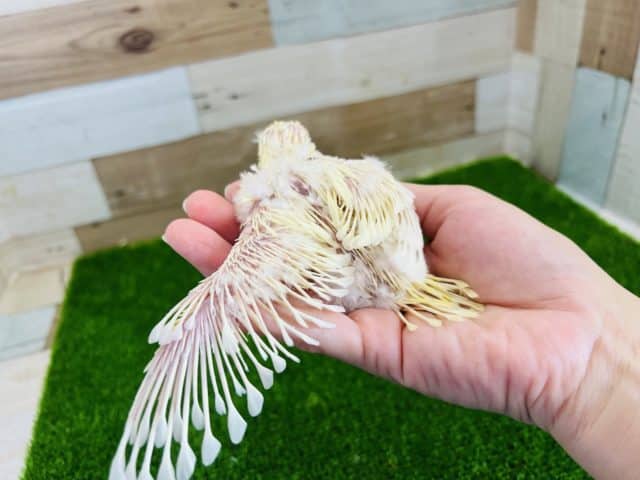 サザナミインコ