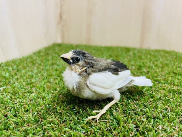 十姉妹（ジュウシマツ）