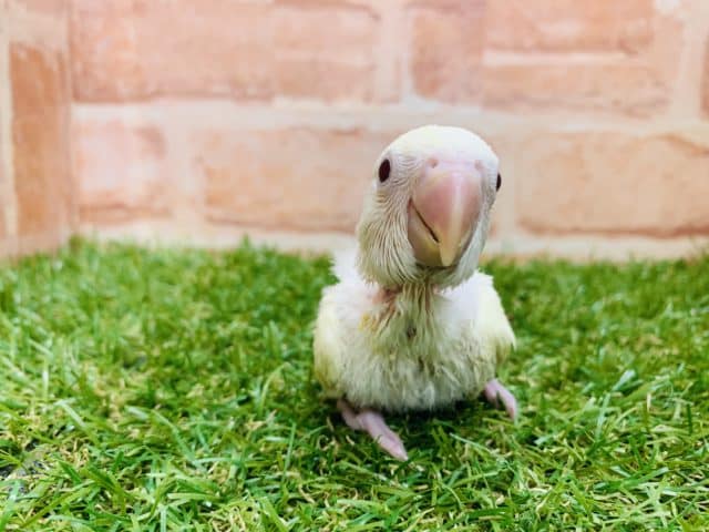 コザクラインコ（小桜インコ）