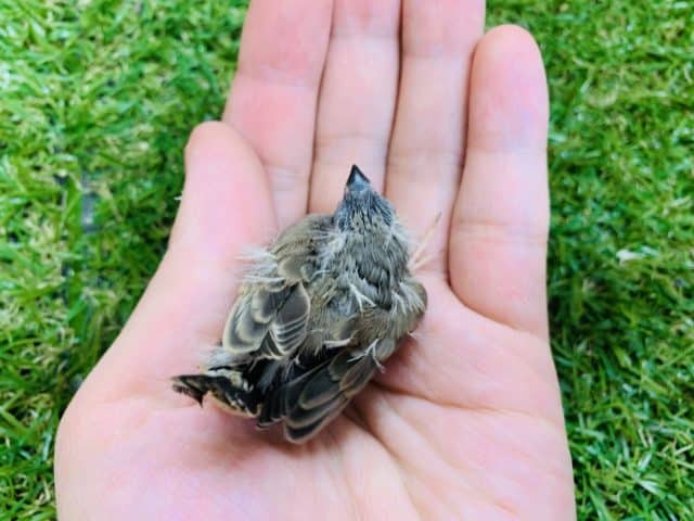 錦花鳥（キンカチョウ）