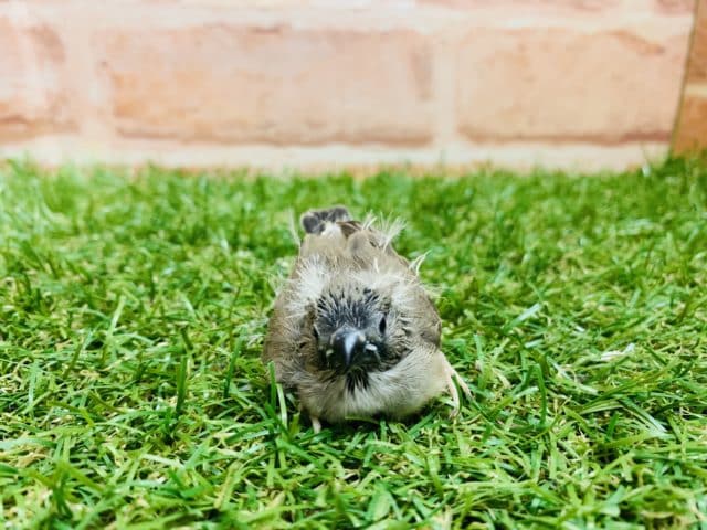 錦花鳥（キンカチョウ）