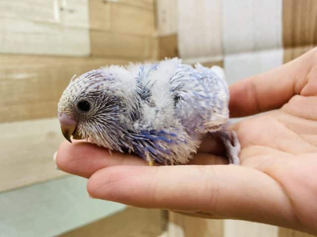 セキセイインコ