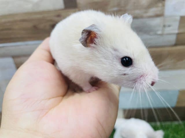 ゴールデンハムスター