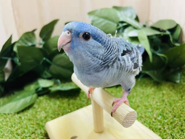 サザナミインコ