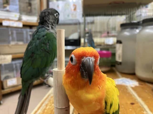 コガネメキシコインコ