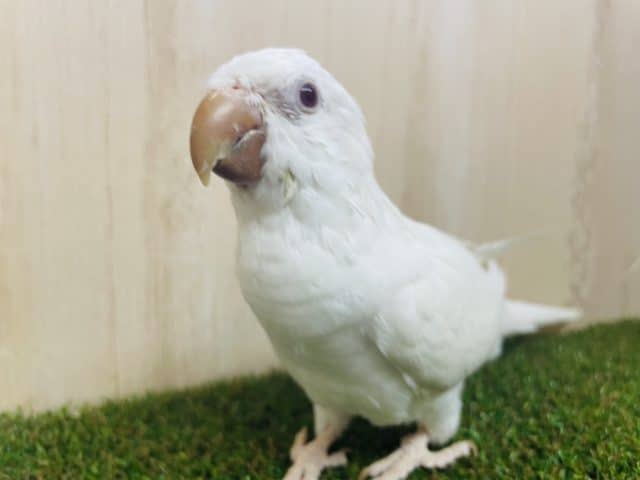オキナインコ