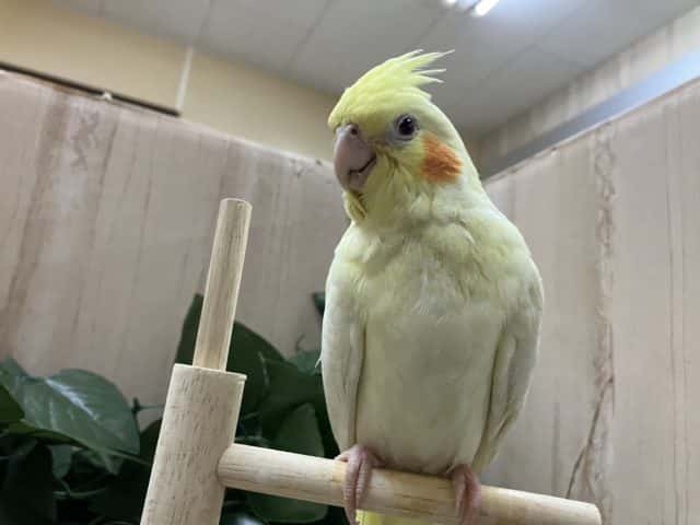 オカメインコ