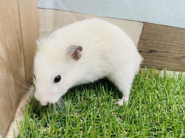 ゴールデンハムスター