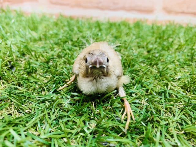 錦花鳥（キンカチョウ）