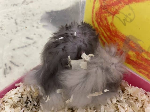 長毛カラーハムスター