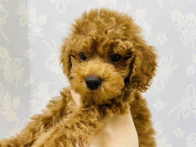 トイプードル