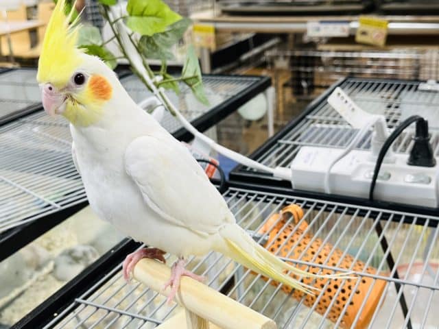 オカメインコ