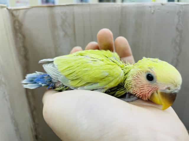 コザクラインコ（小桜インコ）