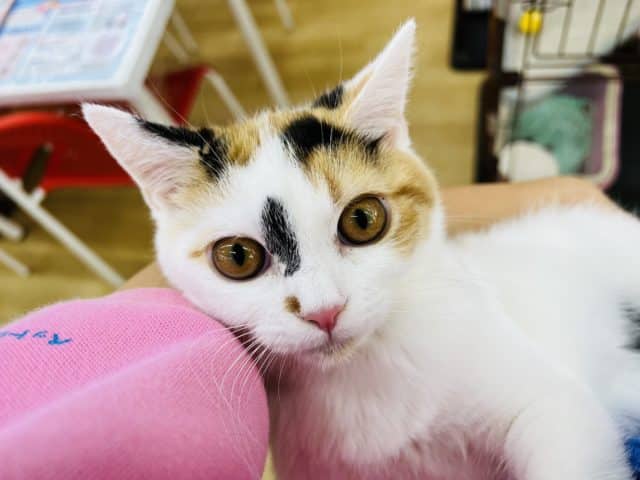 スコティッシュフォールド