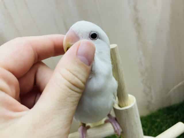 コザクラインコ（小桜インコ）
