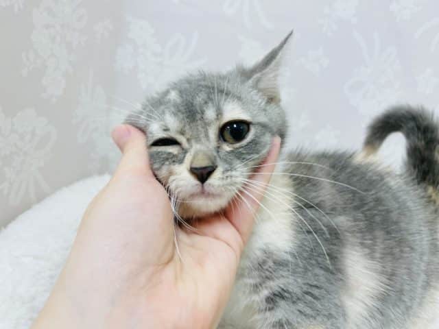 アメリカンカール