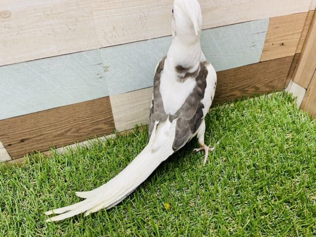 オカメインコ