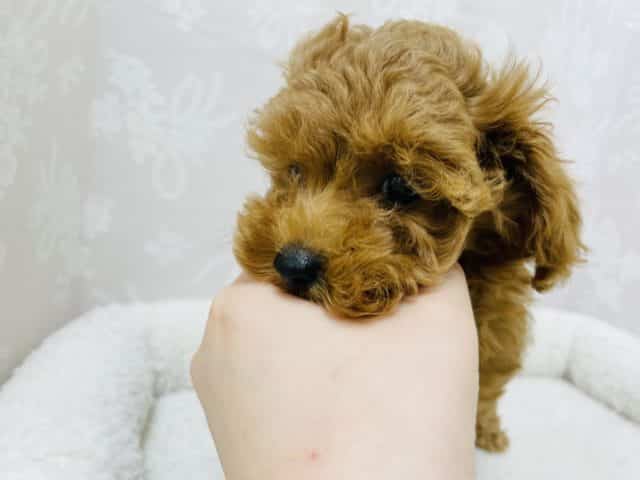 トイプードル