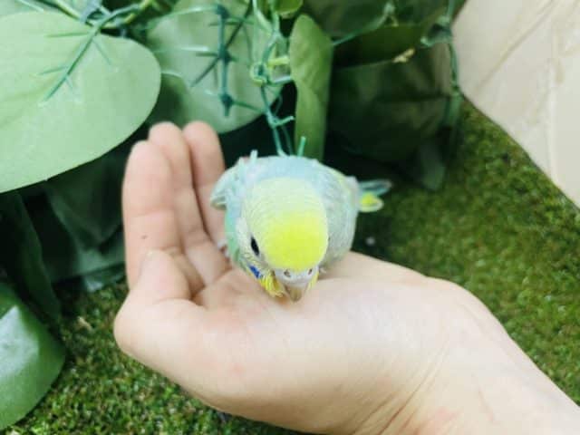 セキセイインコ
