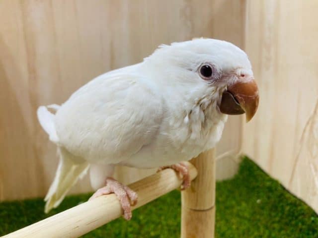 オキナインコ