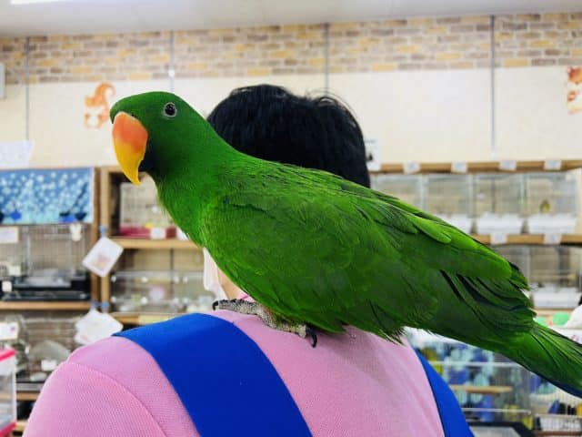 オオハナインコ