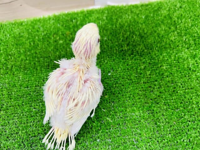 サザナミインコ