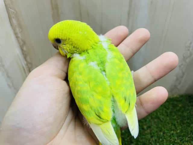 セキセイインコ