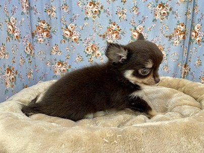 うるうる瞳のおっとり系☆ ロングコートチワワの男のコ 2022.8/15撮影 チワワ