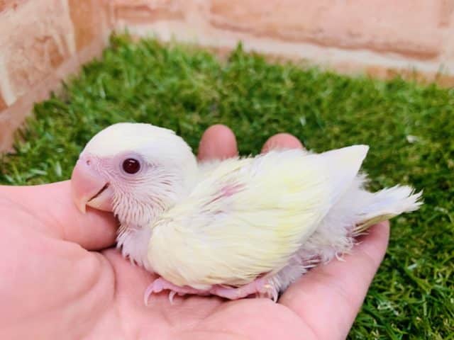 コザクラインコ（小桜インコ）