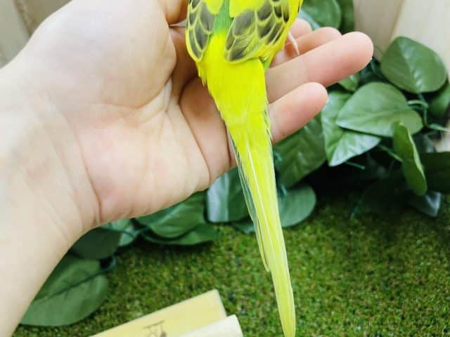 セキセイインコ