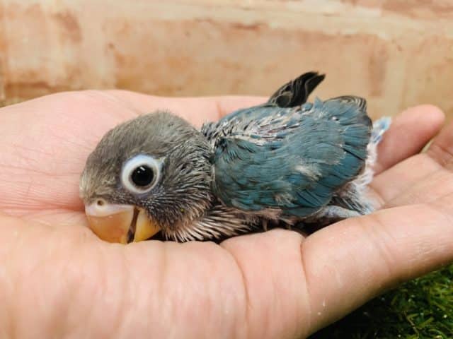 可愛すぎ!! ボタンインコ ブルー入舎です!! R4 8/19撮影 ブルーボタンインコ
