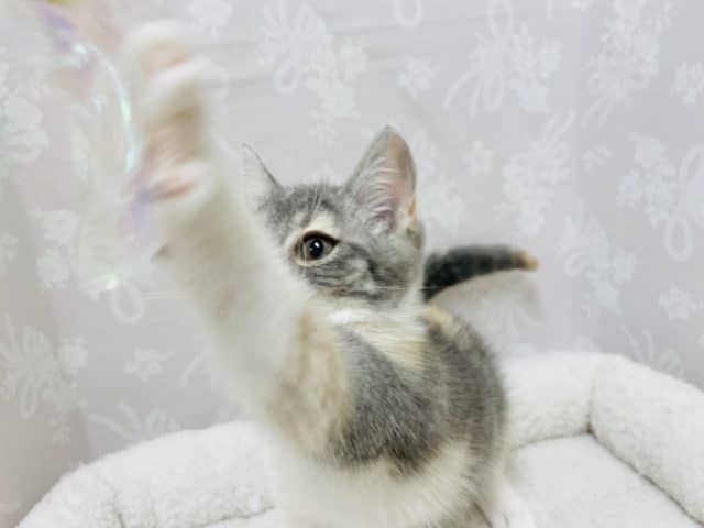 アメリカンカール