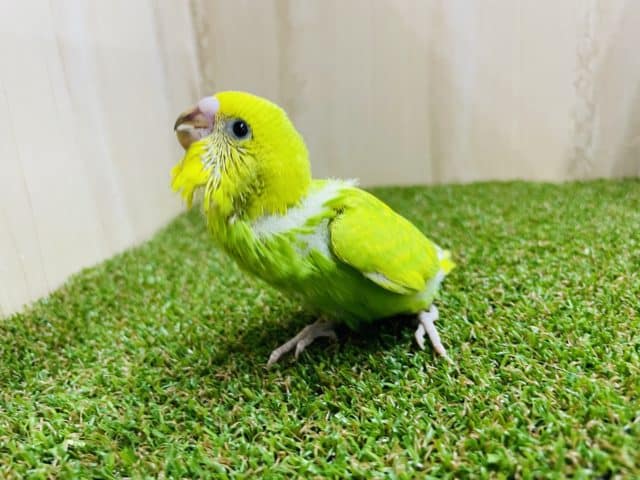 セキセイインコ