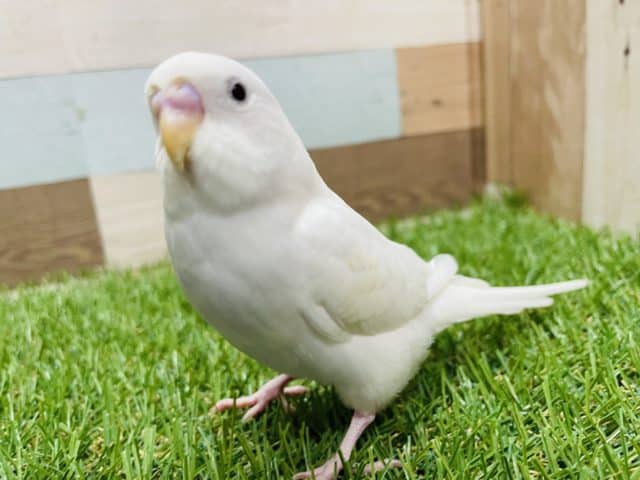 セキセイインコ