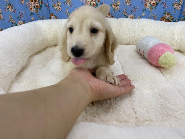 ミニチュアダックス