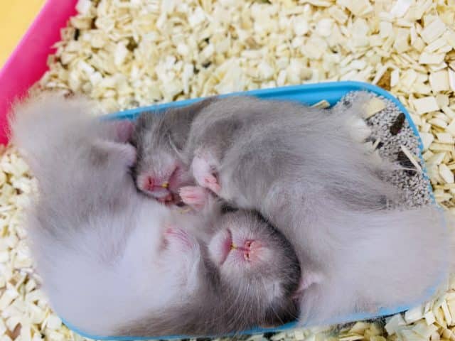 ゴールデンハムスター