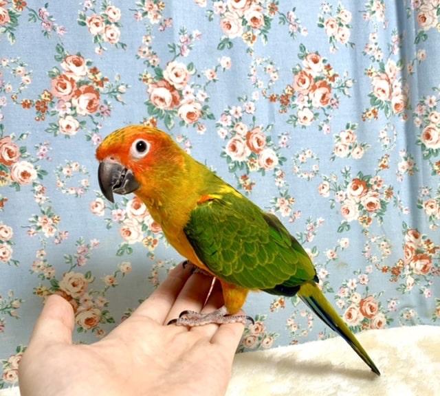 コガネメキシコインコ