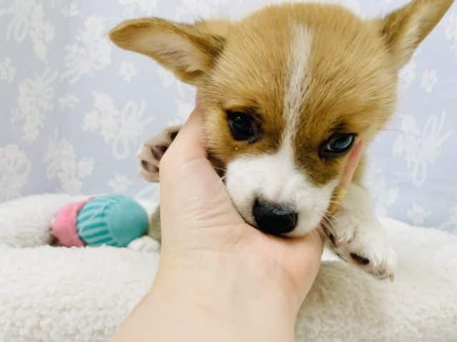 ウェルシュコーギー・ペンブローグ