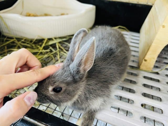 ミニウサギ