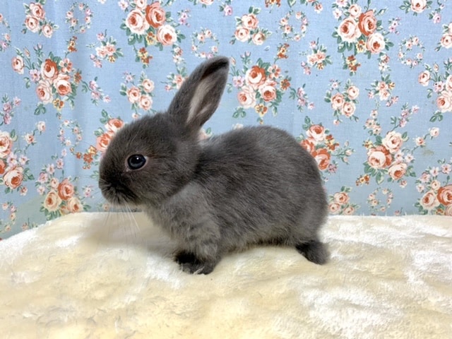 ホーランドロップ